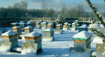 Jak správně zorganizovat zimování včel ve volné přírodě?